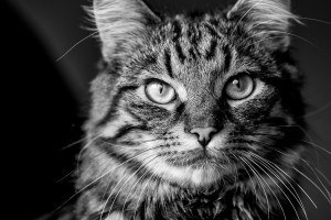 marc-gerard-photographe-mariage-montpellier-mode-bruxelles