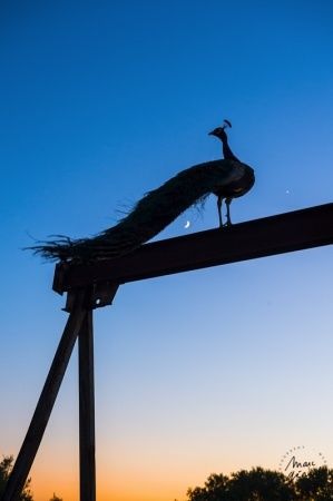 Photographe mariage Béziers - Un mariage fun et coloré !