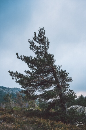 Photo engagement couple automne béziers