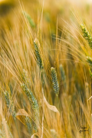 Séance photo bohème Béziers - Mathilde