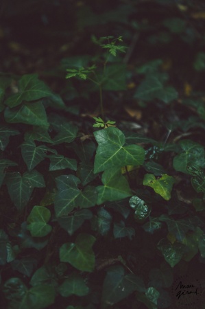 Séance photo engagement Hérault : Alexie et JM