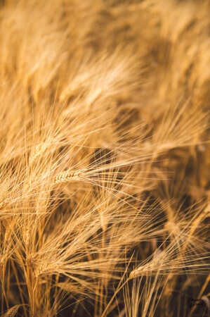 Photos de couple champ de blé