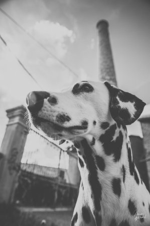 Séance engagement dans une ancienne distillerie